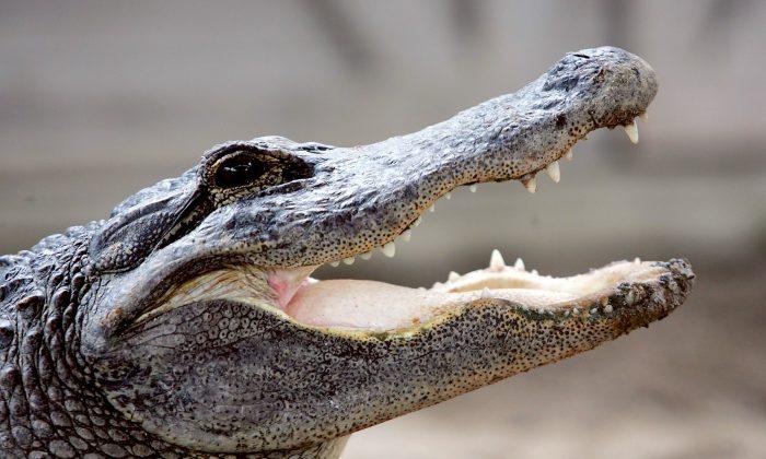 Alligator Rings Doorbell at Home at South Carolina Woman’s Home