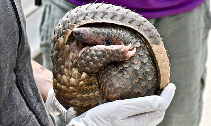 Plantation farmer finds scaly pangolin hiding in truck cupholder and makes a choice