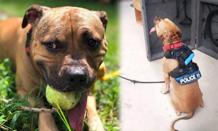 Pit bull saved from dog fighting ring to join Virginia Police Department