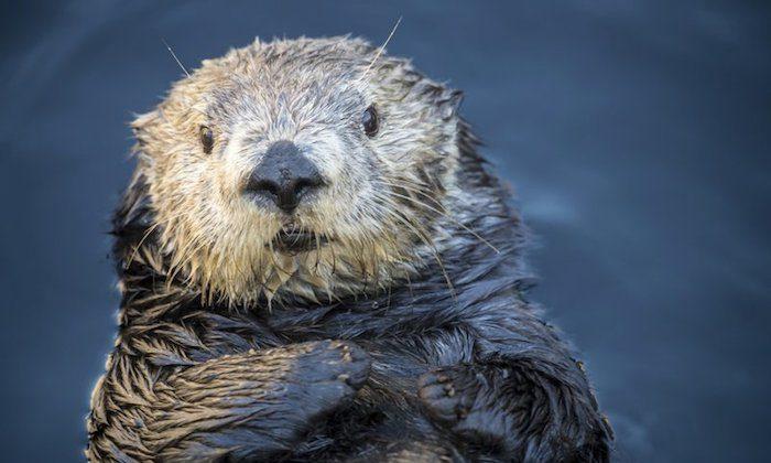 Aquarium Apologizes for Tweets About Sea Otter