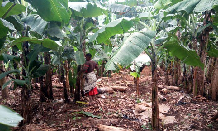 Breaking New Ground in Small-Scale Farming in Uganda