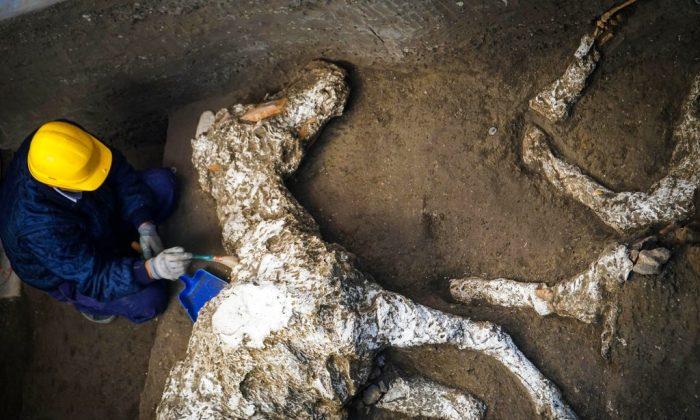 Harnessed Horse Unearthed in Ancient Stable Near Pompeii