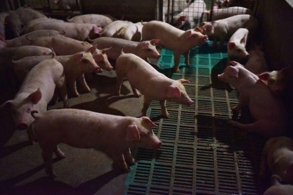 Piglets stand in a pen at a pig farm in Yiyang county, in central China's Henan Province, on Aug. 10, 2018. (Greg Baker/AFP/Getty Images)