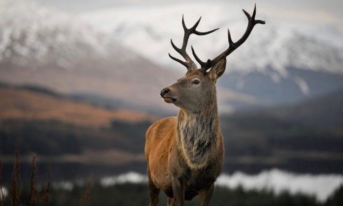Scotland Seeks to Punish Viral American Hunter Due to Public Outrage