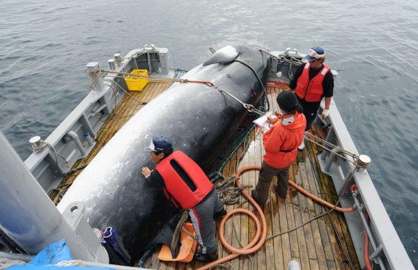 A minke whale is unloaded at a port after whaling for scientific purposes in Kushiro, in the northern most main island of Hokkaido, Japan on Sept. 2013. (Kyodo News/AP)
