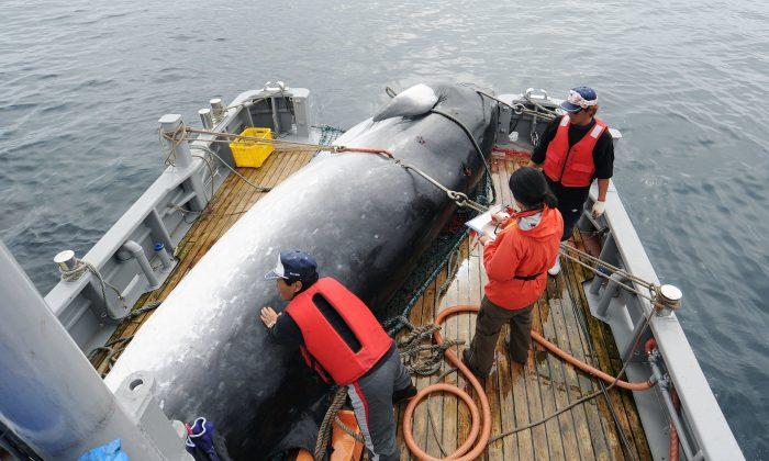 Japan Will Resume Commercial Whaling, but Not in Antarctic