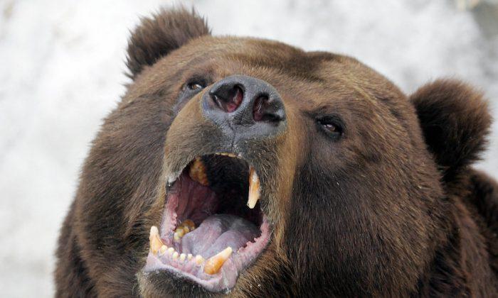 Russian Hunter Killed and Eaten to the Bone by Pet Bear He Raised as a Cub