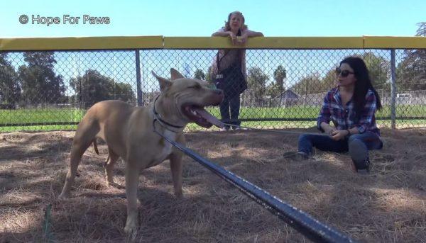 Brandi wasn't going anywhere after a long chase in 100 degree F LA temps. YouTube screen shot | Hope For Paws