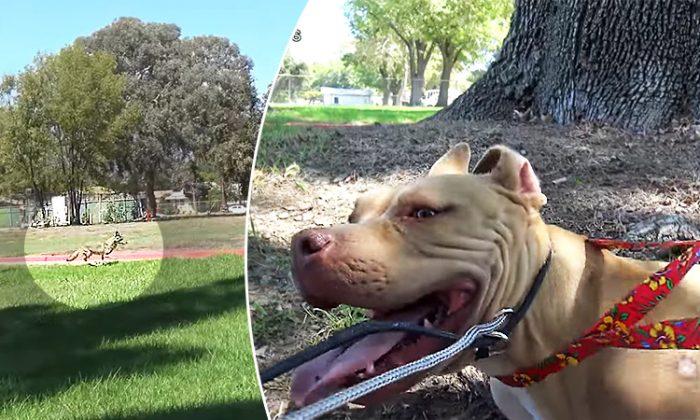 Challenging LA Dog Rescue Fraught With Coyote and Pit Bull Near Heat Exhaustion