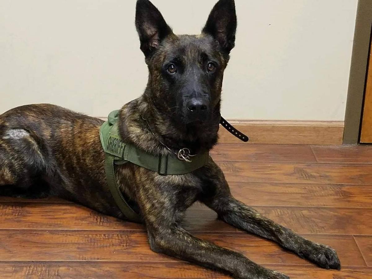 Missing Georgia K9 Found Injured but Alive