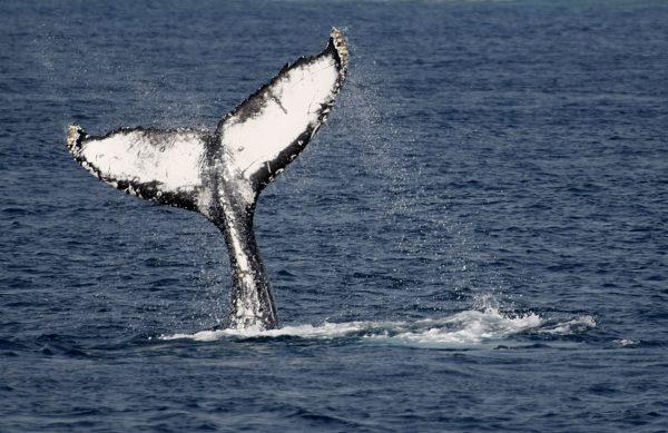 A humpback whale slaps its tail on the surface of the water off the shore of the southern Japanese island of Okinawa, on March 8, 2008. (Issei Kato/Reuters)