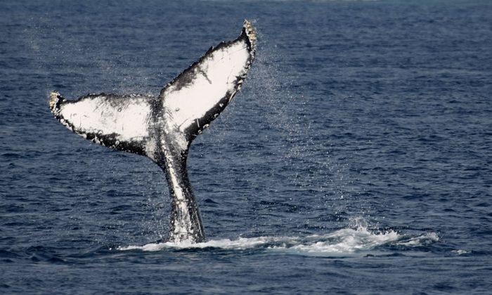 Photos Shows Moment Humpback Whale Breaches Near Fishing Boat