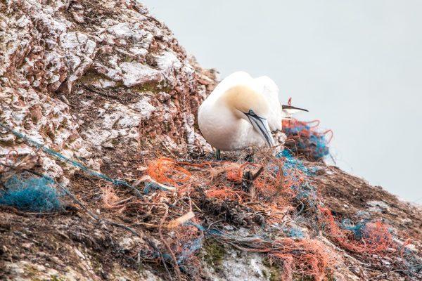 Birds are trying to eat the safety nets that are part of the plastic pollution near the ocean. (A Different Perspective/Pixabay)