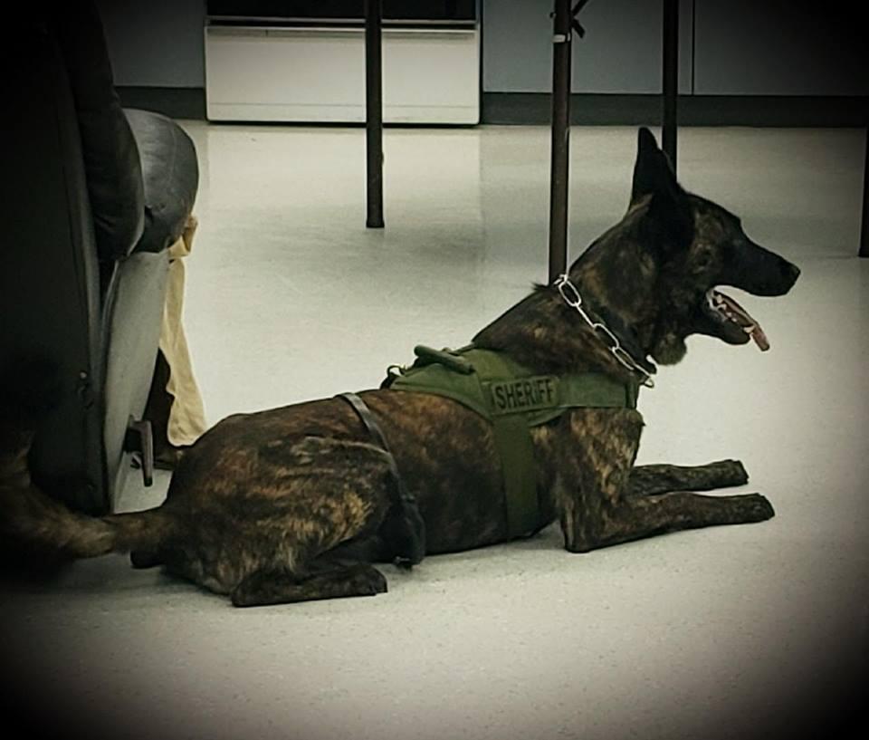 Rocco, a K-9 with the Dade County Sheriff's Office in Georgia, in a file photo. (Dade County Sheriff's Office)