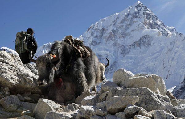 Yaks pass a trekker on the way to Everest Base Camp near Gorakshep, Nepal, on Oct. 24, 2015. (AP Photo/Tashi Sherpa)
