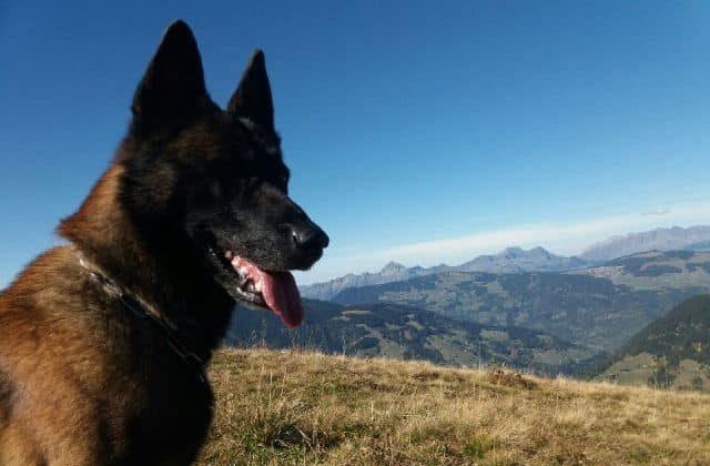Gétro, a male malinois trained in mountain rescue, who helped find a 12-year-old trapped in the snow at La Plagne in the French Alps on Dec. 26, 2018. (Gendarmerie de la Savoie)