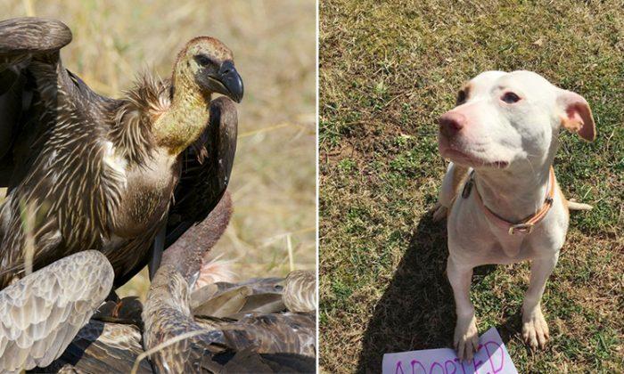 Vultures wait for the right moment to attack near-death pup but neighbors thwart their plan