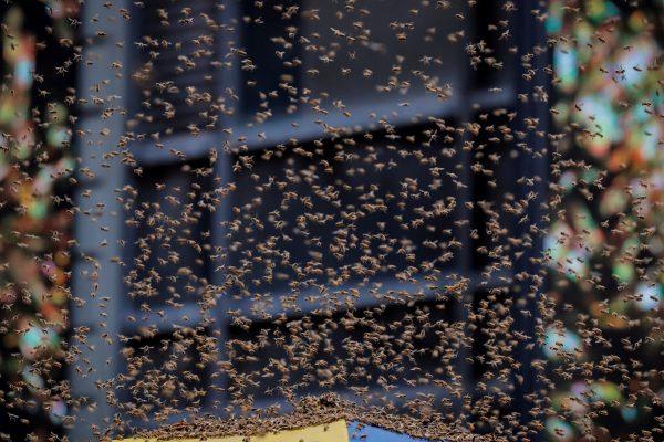 A swarm of bees land on a hot dog cart in Times Square in New York City, U.S., August 28, 2018. REUTERS/Brendan McDermid/File Photo