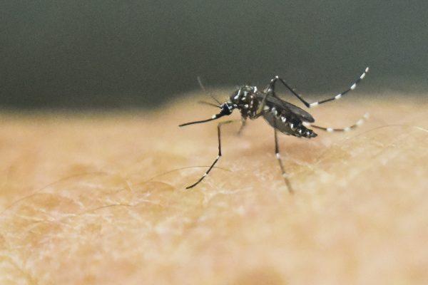 An aedes aegypti mosquito on human skin in Cali, Colombia, on Jan. 25, 2016. (Lus Robayo/AFP/Getty Images)