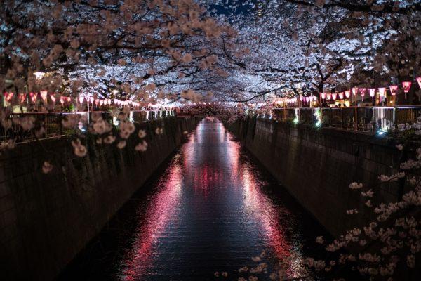 Cherry blossoms hang over the Meguro River in Nakameguro on March 26, 2018 in Tokyo. One attraction for Chinese tourists are the cherry blossoms. (Carl Court/Getty Images)