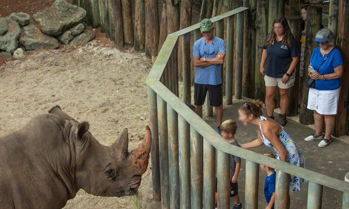 Officials Emphasize That Rhino Who Touched Toddler in Enclosure Won’t Be Punished