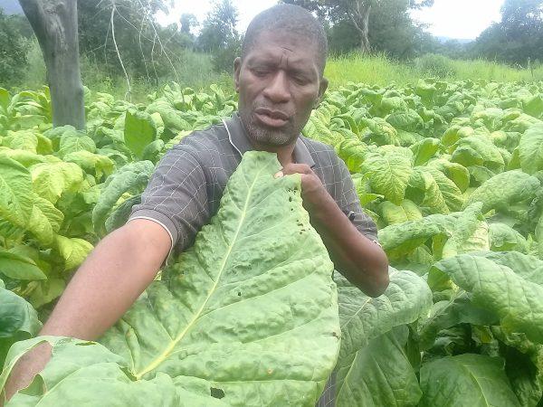 A tobacco farmer shows his good crop of tobacco leaf at a farm in Burma Valley, Zimbabwe. (Gideon Chiri)