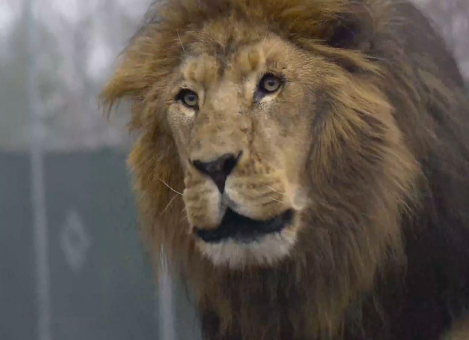 Matthai, a 14-year-old male lion, was shot eight times after fatally mauling a worker at the Conservators Center in North Carolina on Dec. 30, 2018. (Conservators Center)
