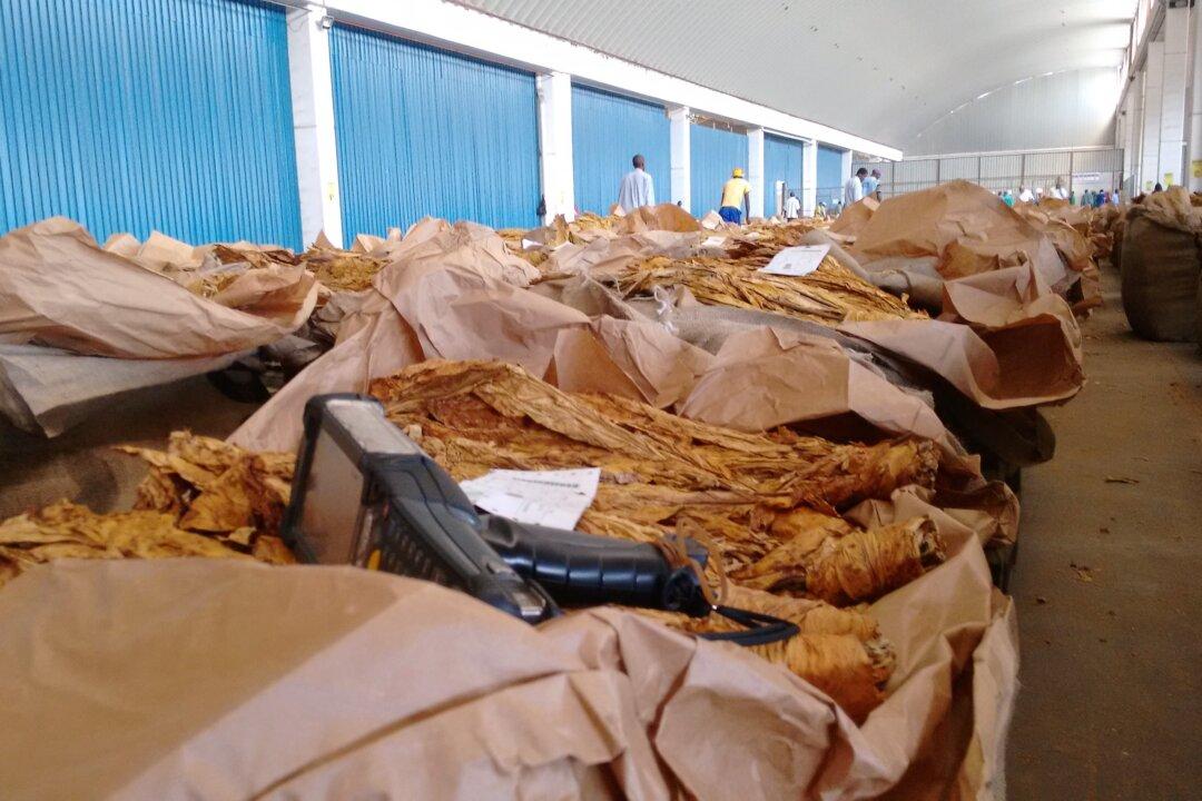 Zimbabwe’s Booming Tobacco-Farming Sector Tainted by Use of Child Labor