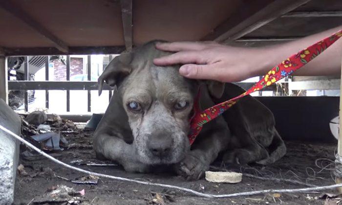 Blind Old Dog Found in Appalling Condition in Junkyard is Given New Lease on Life