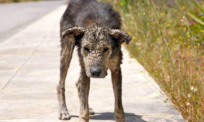Stray Dog Turning to Stone on the Streets Gets Saved From Certain Doom by Kind Woman