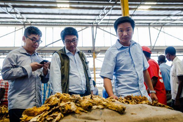 Chinese tobacco merchants inspect a bale of the "golden leaf" during the official opening of the tobacco selling season at the Tobacco Sales Floors in Harare, Zimbabwe, March 21, 2018. (Jekesai Njikizana/AFP/Getty Images)