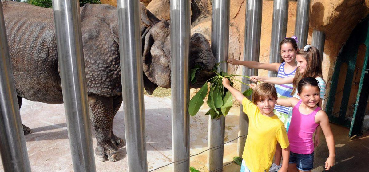 A rhinoceros eats leaves through metal bars while children pose at the Miami Zoo in a file photo. (Miami Zoo)