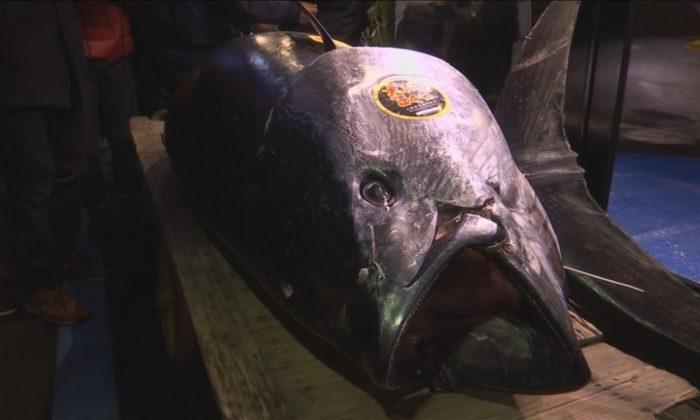 Tuna Auctioned at Record $3 Million at Tokyo’s New Fish Market