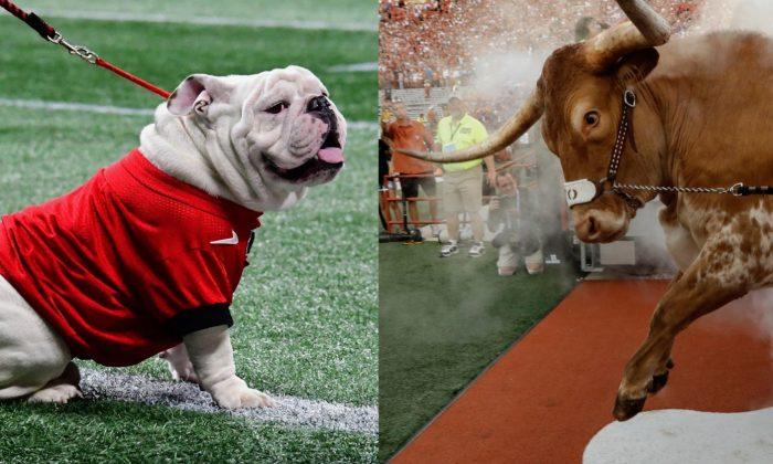 Texas Longhorns Mascot Charges Georgia’s Bulldog Causing Chaos