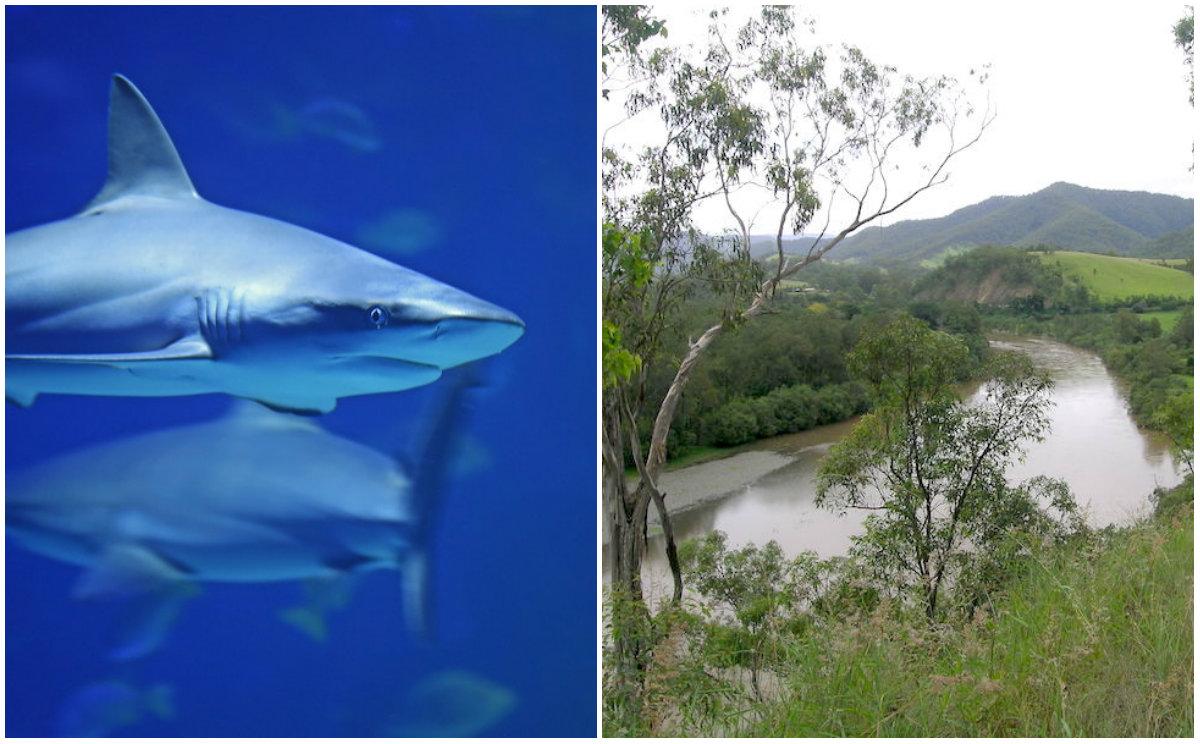 Australian Fisherman Captures 5 Sharks Just 100 Meters From Swimming Children