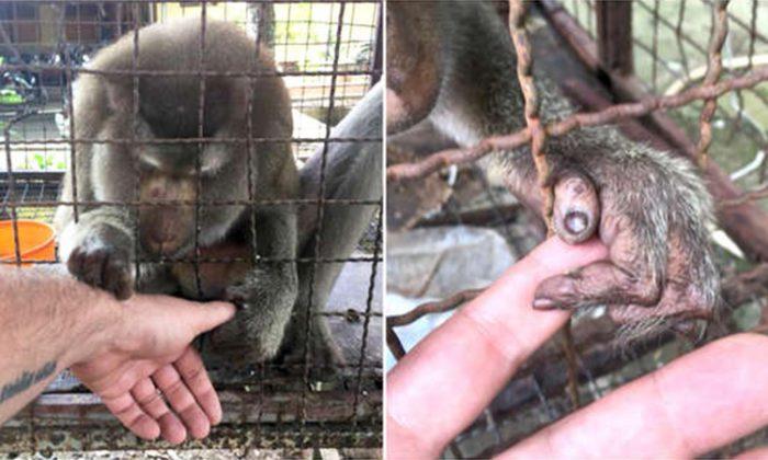 Lonely Macaque Grasps Rescuer’s Hand, Neglected for 7 Years in a Tiny Cage
