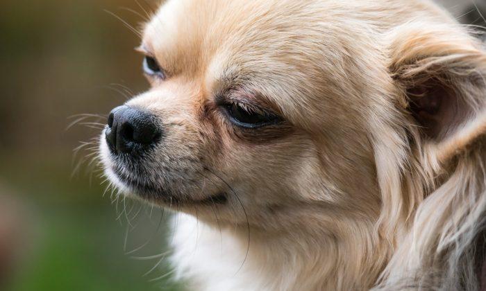 Pet Chihuahua Dies in Blazing Van After Jumping in to Save Owner