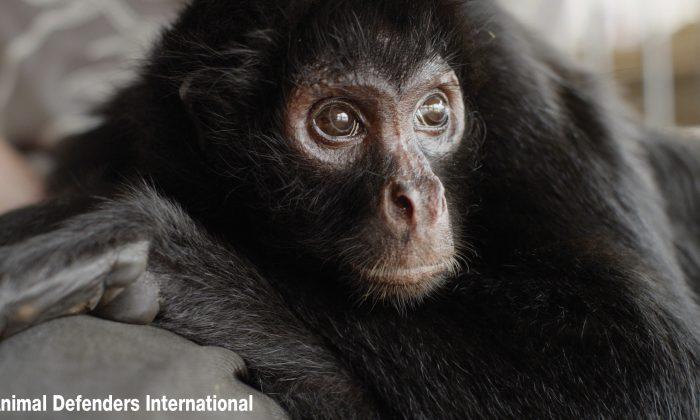 Circus Monkey was Chained Up for Eight Years, Now He Knows Friendship and Freedom