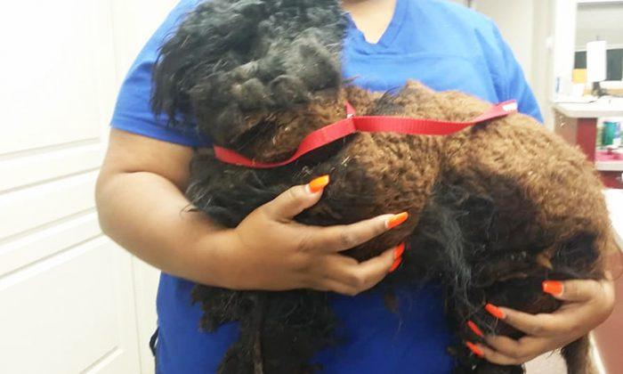 What Resembled a Garbage Bag Turned Out to be a Dog, Horribly Matted and Unrecognizable