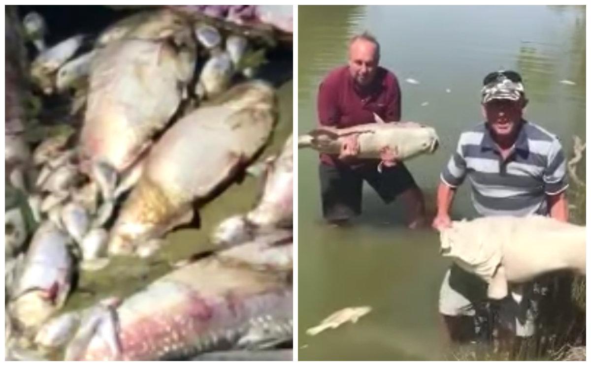 Stills from a Facebook video highlighting mass fish deaths in the Darling River in Mendinee, NSW, Australia. Hundreds of thousands of fish died in the Darling river over the weekend of Jan. 5-6, the second such incident in the same area over three weeks. (Rob Gregory and Tolarno Station via Storyful)