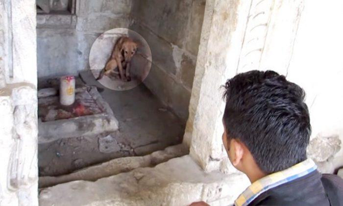 Severely Injured Dog ‘Waiting’ in Temple for Help Gets Rescued in Time
