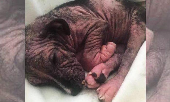 Puppy on Deathbed Gets Saved, Undergoes Incredible Transformation
