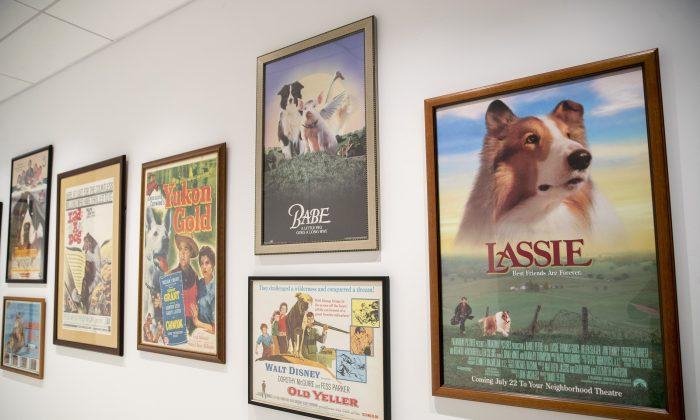 New Dog Museum Unleashed in New York City