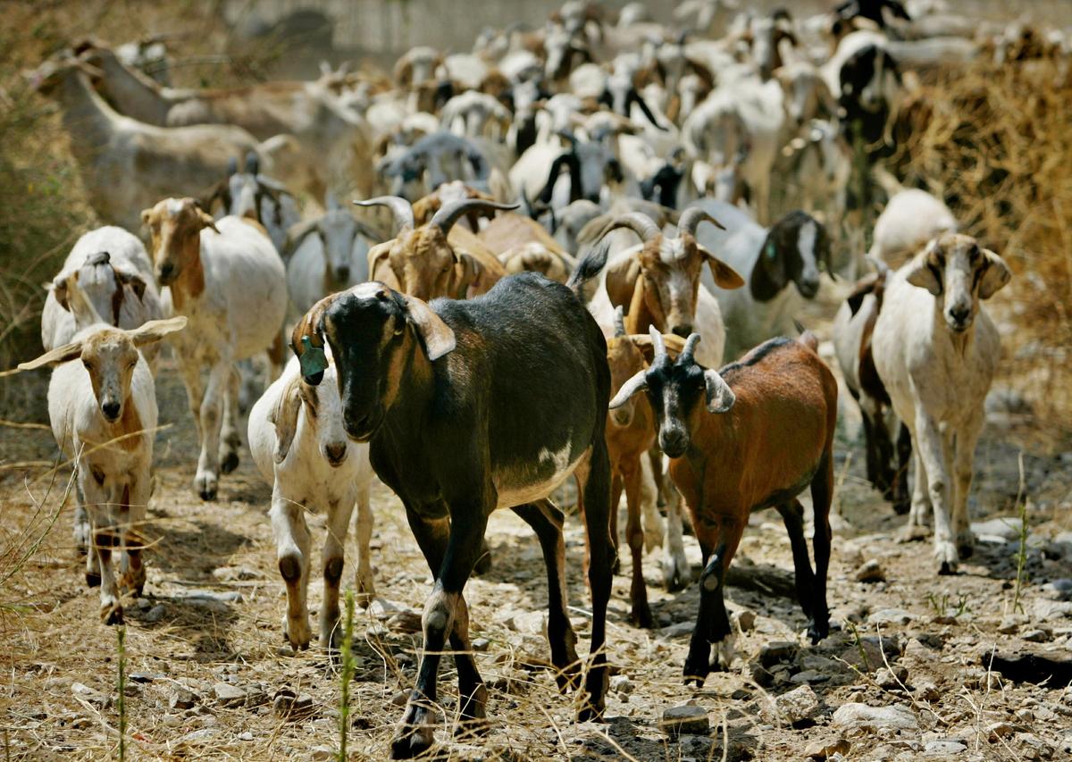 Nearly 300 goats from a ranch in southern Oregon are led up to consume as much brush as they can in Sycamore Canyon Park in the hills above Claremont, Calif. (AP Photo/Reed Saxon)