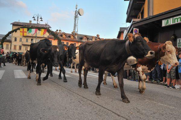 Cows descend from the mountains through the Asiago town center. (Roberto Costa Ebech)