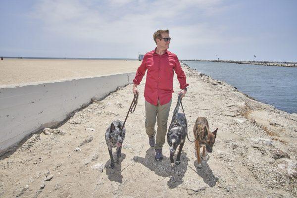 Jeffrey Franklin walking three of his dogs. Canines can be trained for a variety of tasks such as personal protection and explosive detection. (Courtesy of Joelle Speranza)