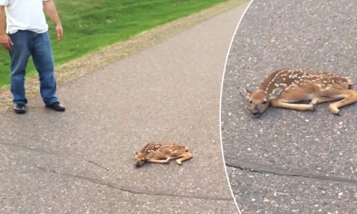Man Rescues Fawn Mysteriously Lying On The Road While Its Mother Looks On