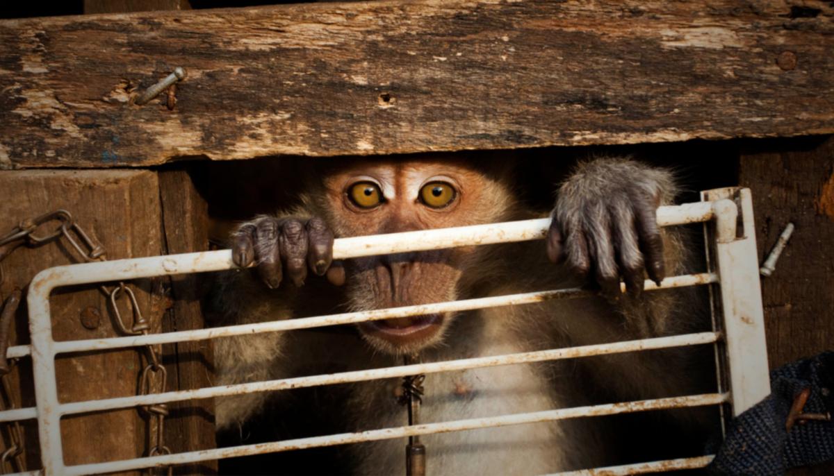 Lonely Macaque Grasps Rescuer’s Hand, Neglected for 7 Years in a Tiny Cage