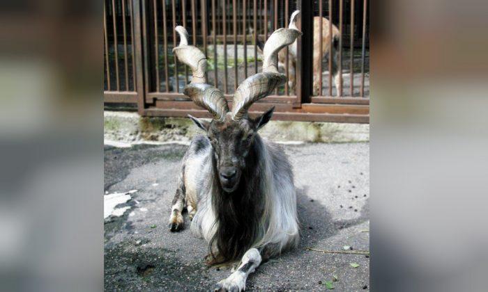 Texas Trophy Hunter Pays $110,000, Highest Ever Price to Shoot Rare Screw-Horned Goat