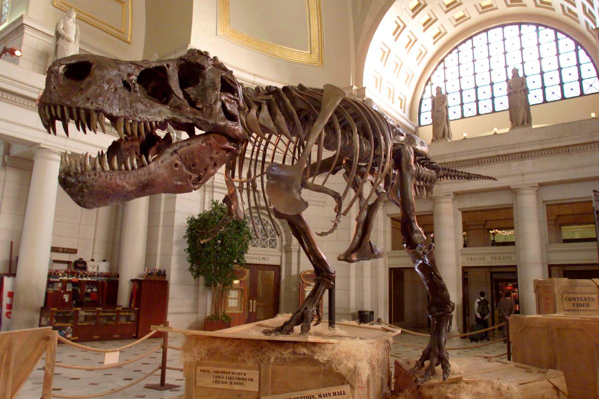 The Tyrannosaurus Rex skeleton known as Sue stands on display at Union Station Jun. 7, 2000 in Washington D.C. (Mark Wilson/Newsmakers)